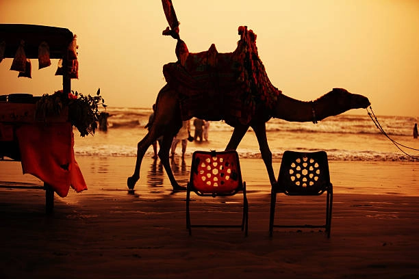 Camel at sea view of Karachi